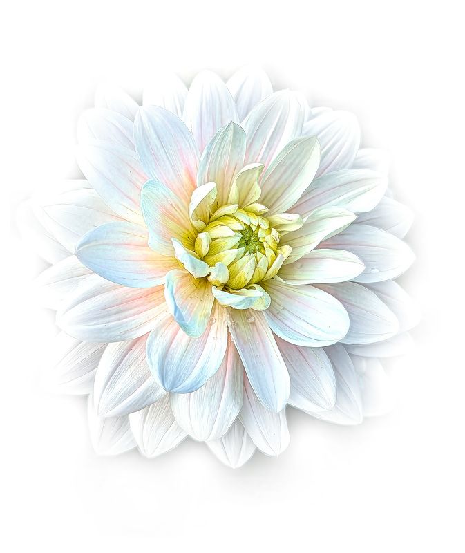 Георгинphoto preview