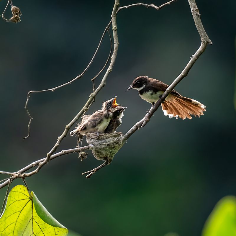 Malaysian Fantailphoto preview