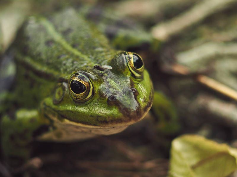 На боевом коне или не волнуйтесь, я её держу! фото превью