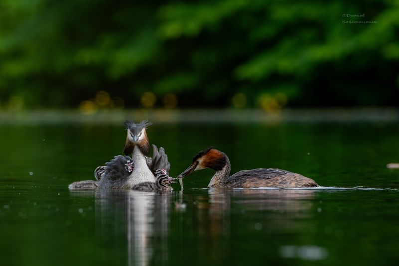 птицы, фотоохота, чомги, большие поганки Семейные хлопотыphoto preview