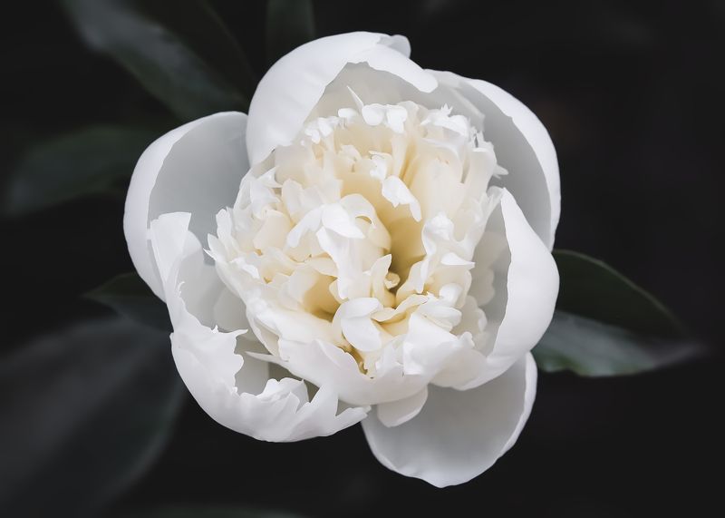 пион, белый, цветы, цветок, peony, flower, white photo preview