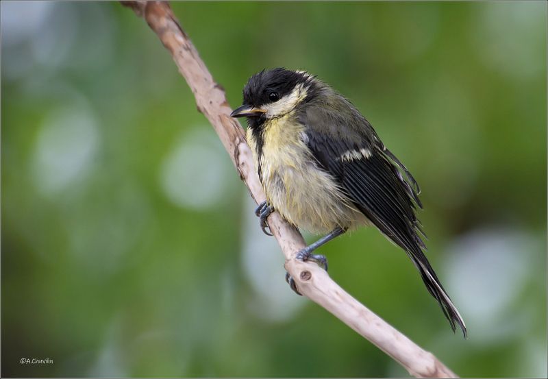 Летний дождь фото превью