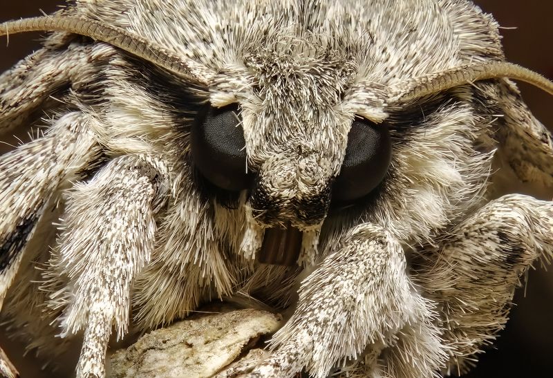 макрофото, макрофотографии, фотомакро, насекомые, макромир, макрофотограф, макроаддикт, макро_мир, naturelovers, naturelover, naturephotography, macrolove, macro_love, biodiversity, macrophotography, macro, macronature, entomology, arthropods, arthropod,  Face to face with night moth фото превью