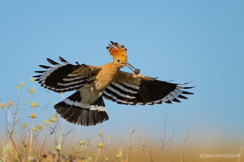 Удодphoto preview