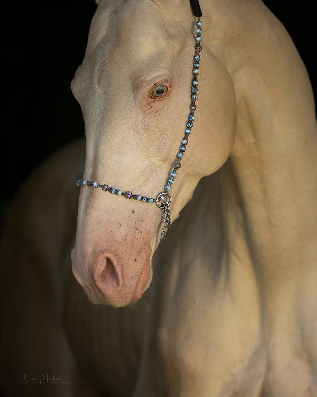 Лошадь лошади портрет horse  Алпанphoto preview