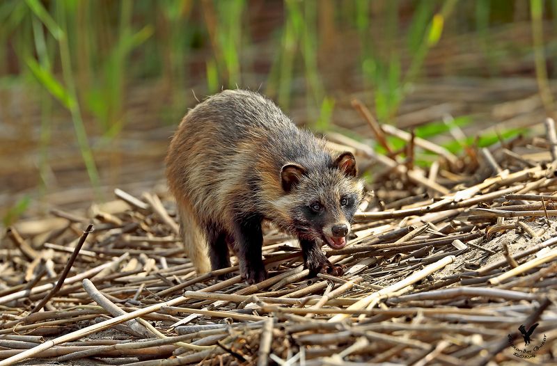 енотовидная собака. Щенок енотовидной собаки.photo preview