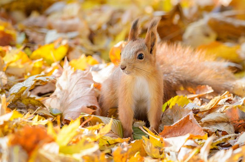 #белка Золотая осеньphoto preview