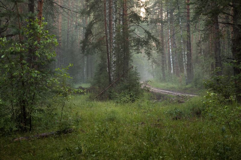 вечер туман лес дорога серково После дождяphoto preview