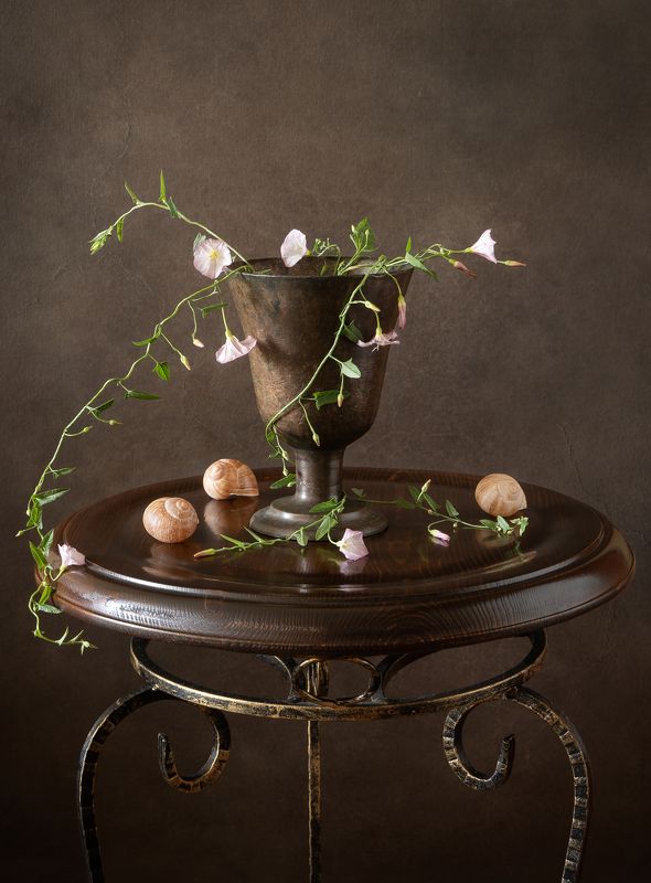 Вьюнок полевой.photo preview