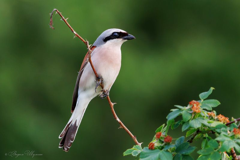 Обоятельный мясникphoto preview