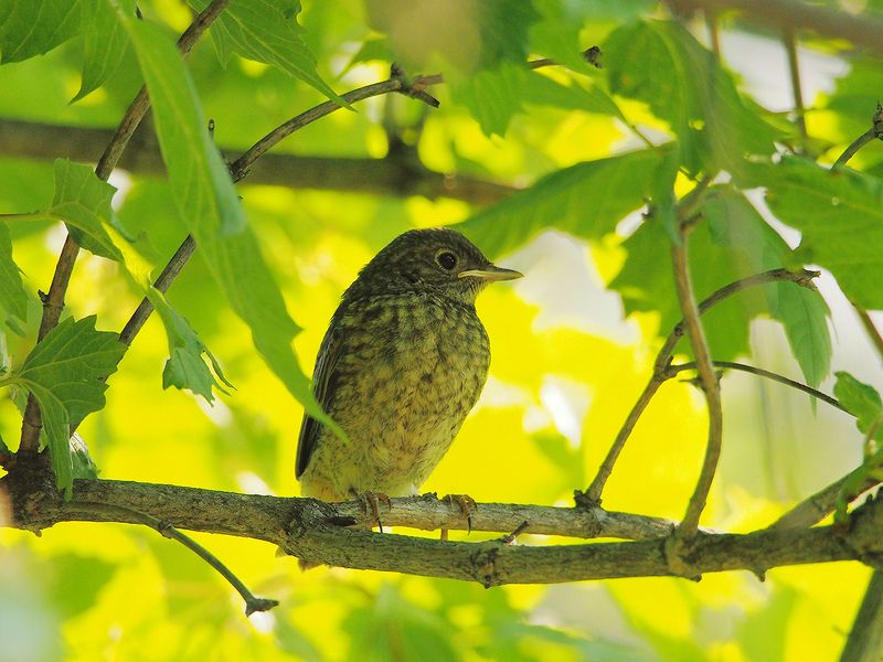 Слёток Горихвостки.photo preview