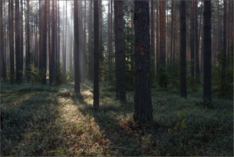 утро, рассвет, туман, бор. сосны, стволы, свет, раннее, Утро в сосновом бору.photo preview