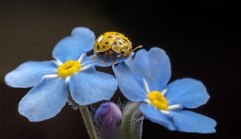 Желтенькаяphoto preview
