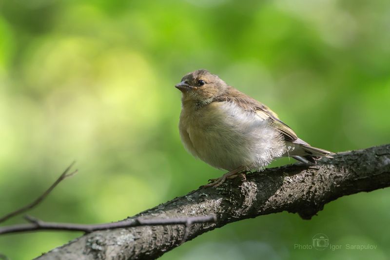 фотоохота, птица, птенец зяблика, птенец, природа подмосковья, перья, оперение,  зяблик,  взгляд, ветка, анималистика, phylloscopus, kwanon photo, canon photo Птенец зяблика фото превью