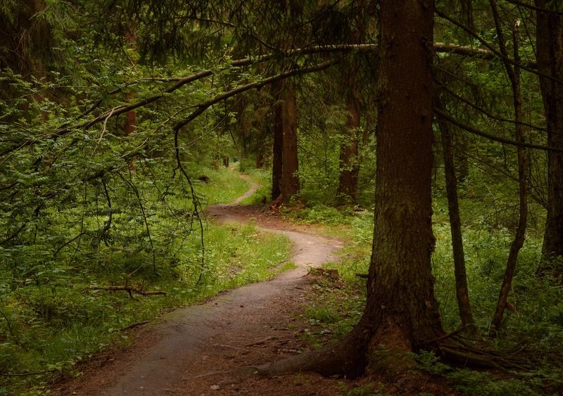 Дорога в лесуphoto preview