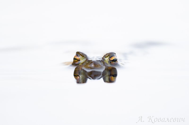 Кваартет фото превью