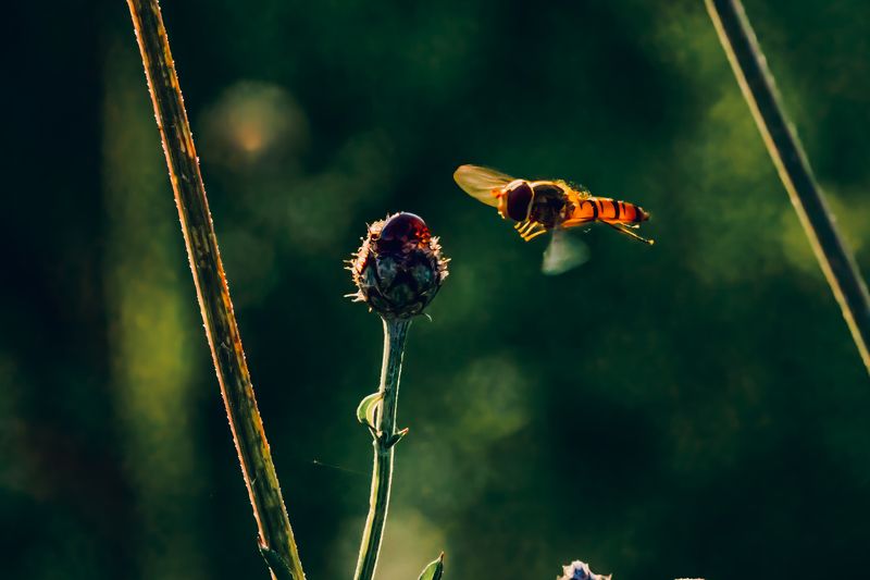 природа, насекомое, макрофото, пчела, муха, микрофото, 135мм, природа, россия, кенон, подмосковье, макро, журчалка, nature, insect, macrophoto, bee, fly, microphoto, 135mm, nature, russia, canon, moscow region, macro, hoverfly Притяжение | Attraction фото превью