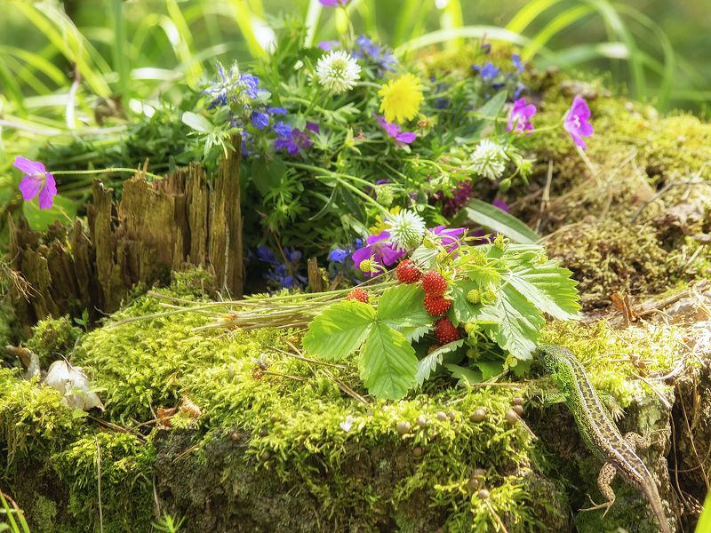 пленэр, натюрморт на пленэре, ягоды. цветы, лес Июнь во всей красеphoto preview