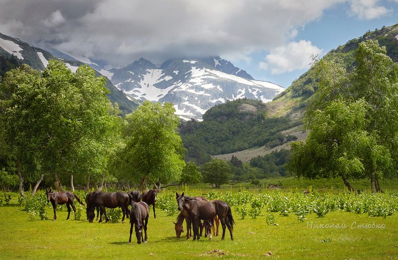 кавказ горы На полянке фото превью