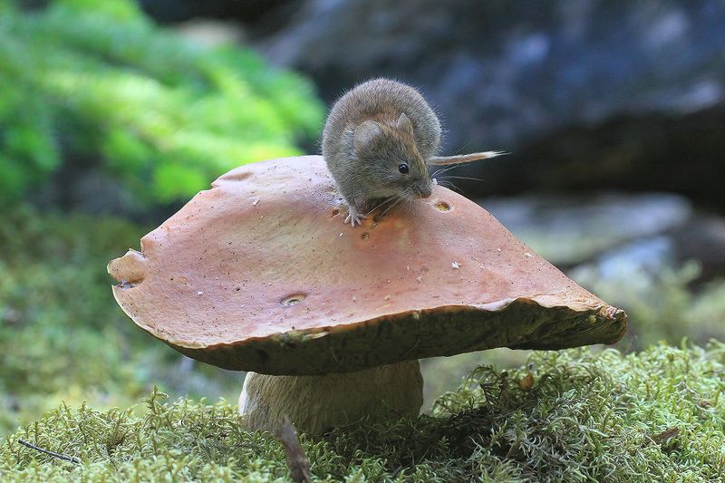 мышь, гриб Мышь грибнаяphoto preview