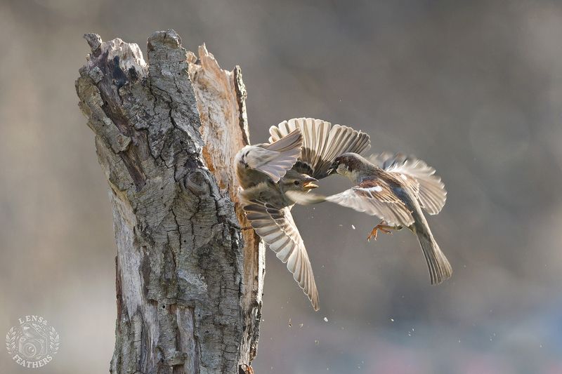 Lens and Feathersphoto preview