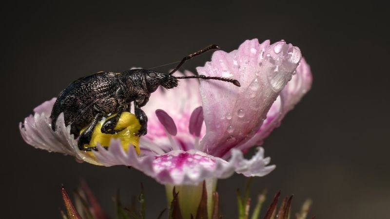 Заснул.photo preview