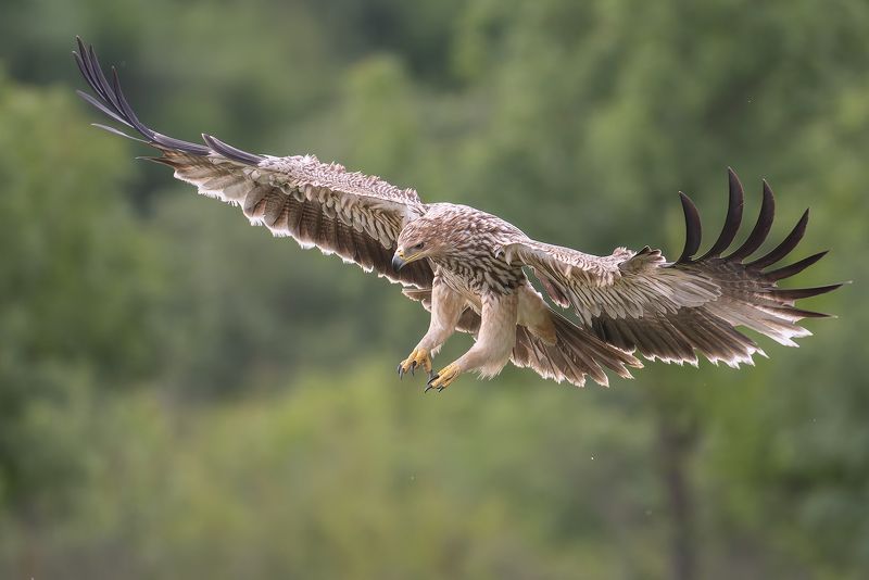 Eastern imperial eaglephoto preview