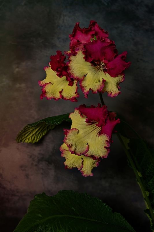 Streptocarpusphoto preview