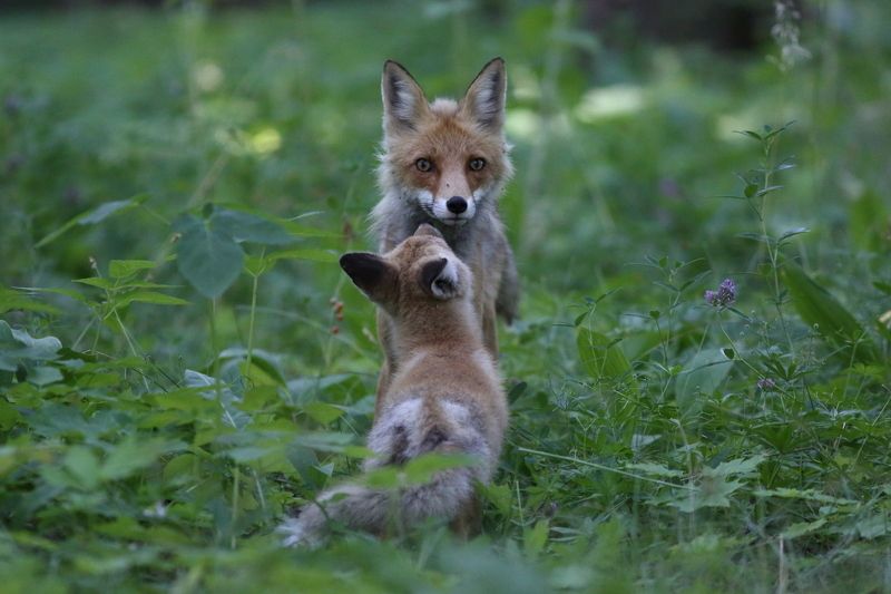 дикая природа, дикие животные, млекопитающие, звери, лиса, анималистика Мама пришла!..photo preview