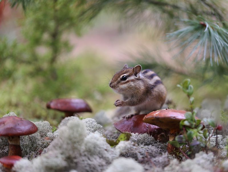 нерюнгри, бурундук, якутия, дикие_животные, женялевина, евгениялевина, животныеякутии, бурундукиибелкилевиной За грибами, за ягодами! фото превью