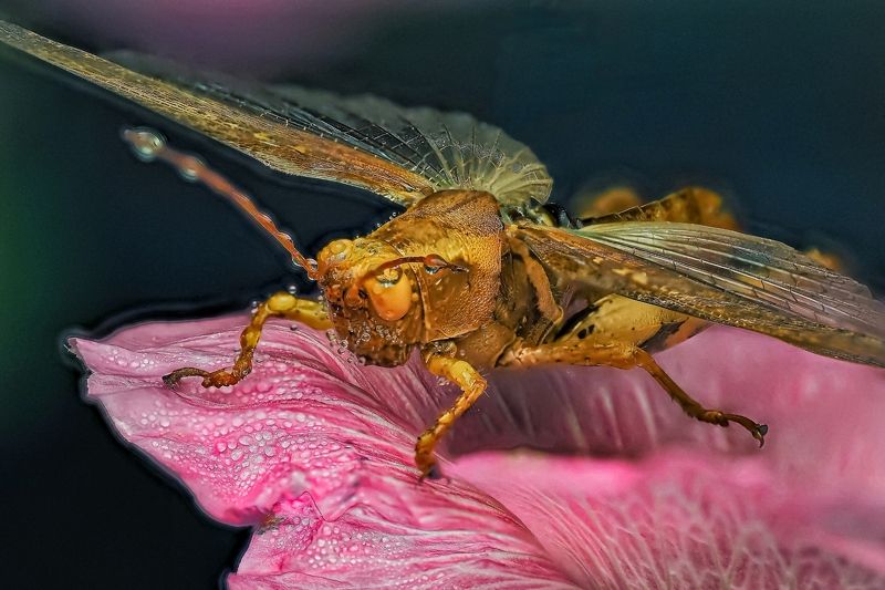 Саранчаphoto preview