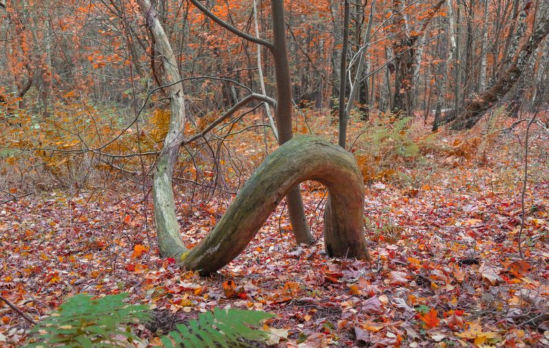 Чёртово дерево.photo preview