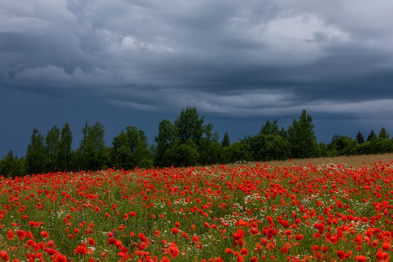 Вечер в маковом поле перед дождём.photo preview