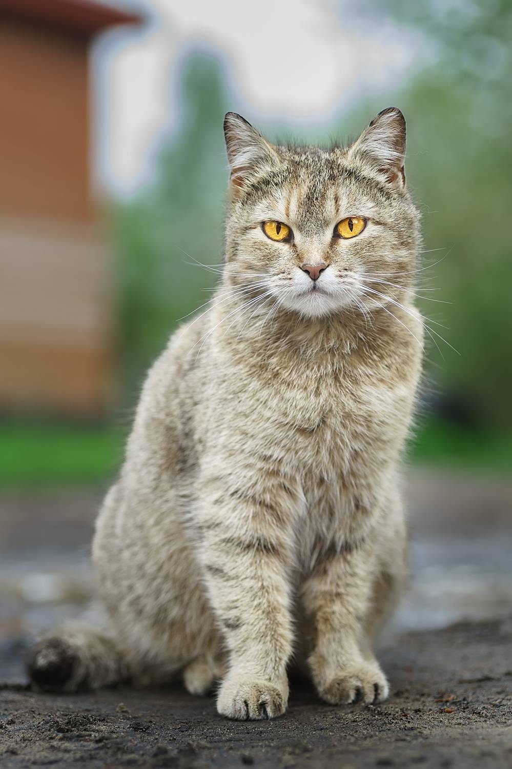 Кошка. Автор: Корнеев Алексей green, grass, kitten, kitty, striped, domestic, young, grey, animal, portrait, Корнеев Алексей