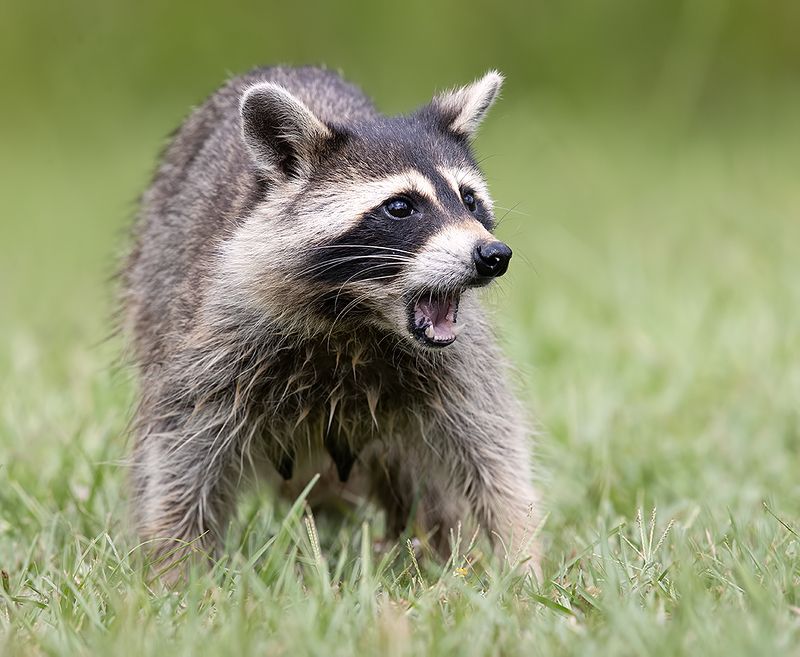 енот обыкновенный, енот-полоскун, raccoon, енот, дикие животные, животные, animals Енот-полоскун -Raccoonphoto preview