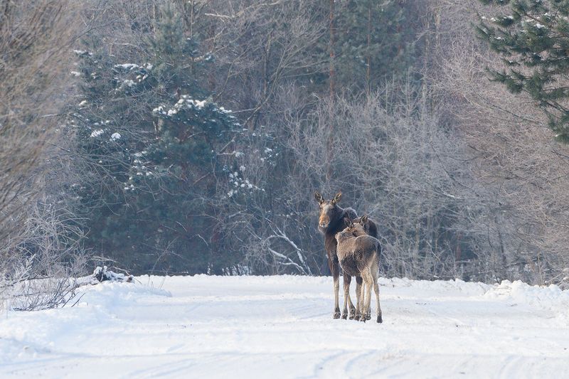 #лось #moose В инеиphoto preview