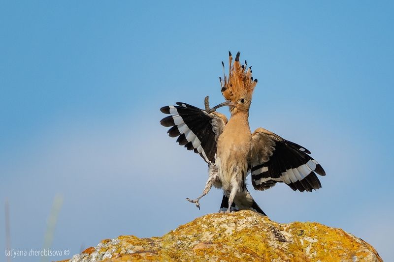 Удод.photo preview