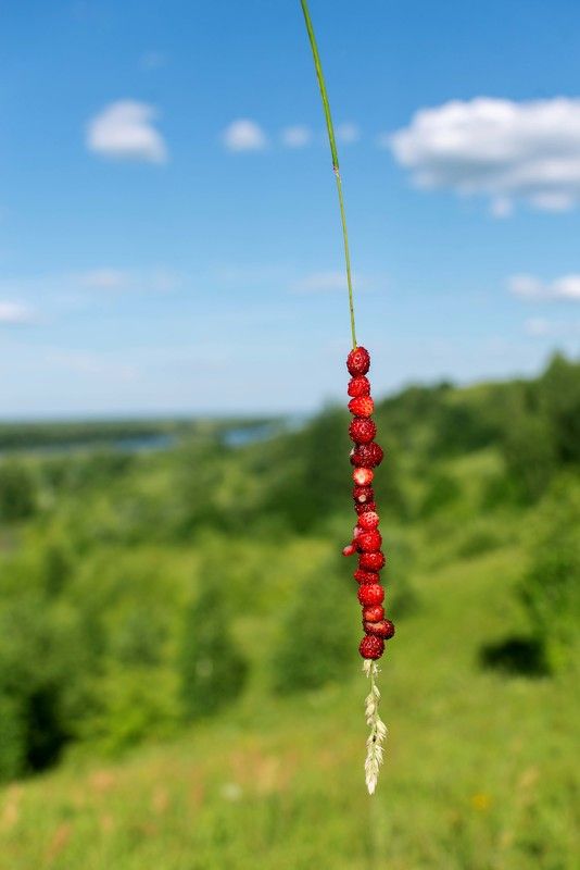 #лето Июнь в деревне.photo preview