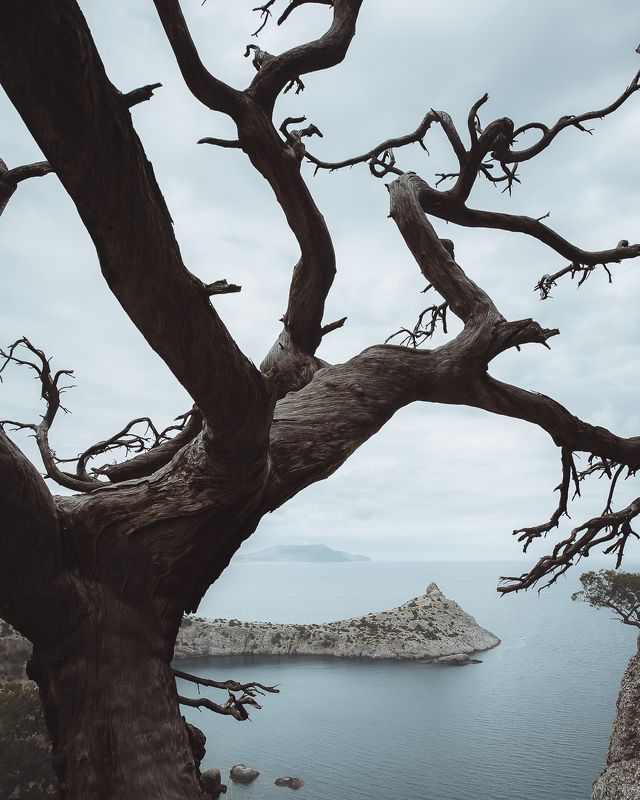 Капчик и дерево фото превью