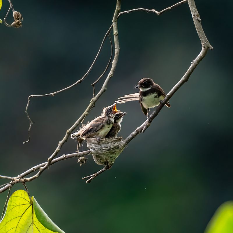 Unconditional Love -mphoto preview