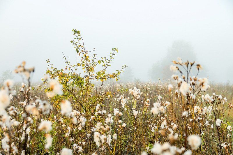 туман, утро, разнотравье, луг, осень Туманнаяphoto preview