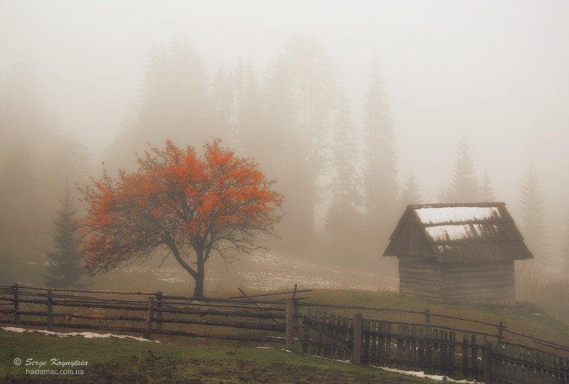 Autumn, Carpathians, Fall, Fog, Mountains, Tree, Горы, Дерево, Карпаты, Осень, Туман Foggy Autumn Morningphoto preview