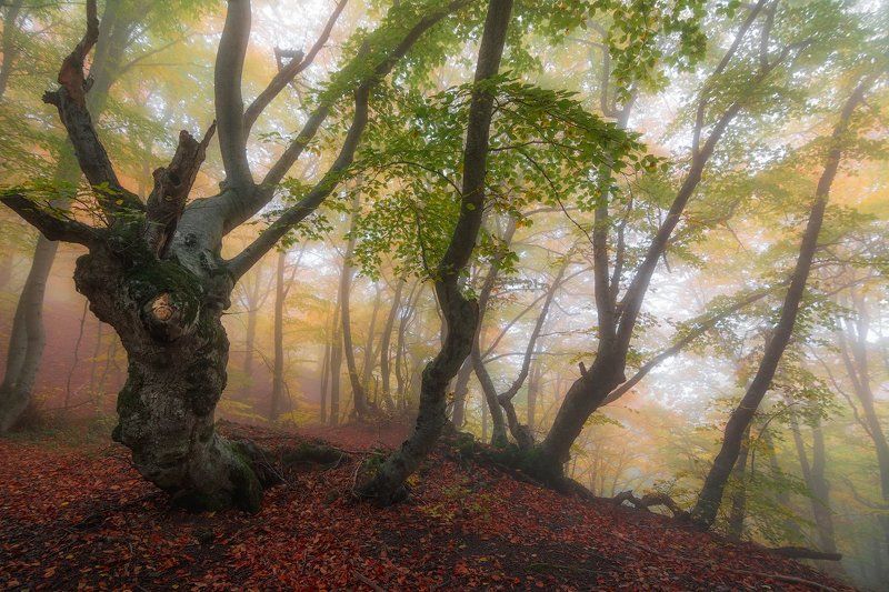 демерджи, крым ***photo preview
