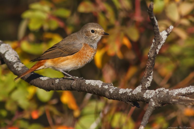 Горихвостка Redstart.photo preview