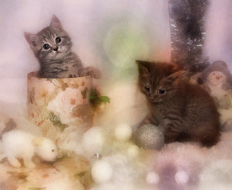 Из жизни снежнокотиков...photo preview