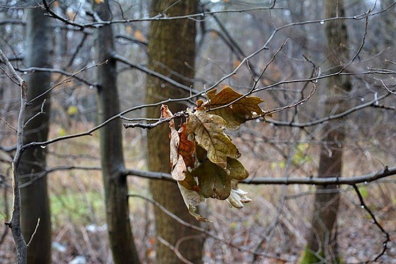 белка, красота, лес, природа, туман Когда рассеялся туман...photo preview
