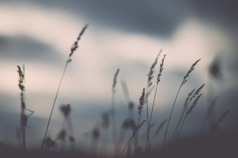 трава, осень, тундра Сухостойphoto preview