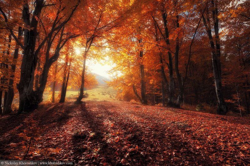 Карпаты, Лес, Осень, Пейзаж, Природа, Украина Свет осениphoto preview