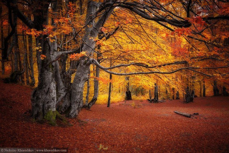 Карпаты, Лес, Осень, Пейзаж, Природа, Украина Тишина лесаphoto preview