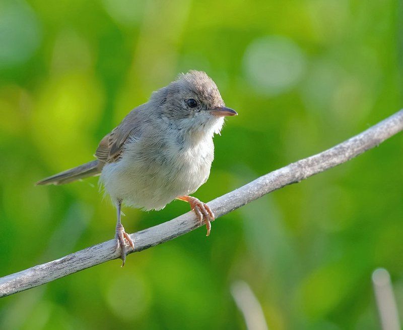 Растрепашка...photo preview